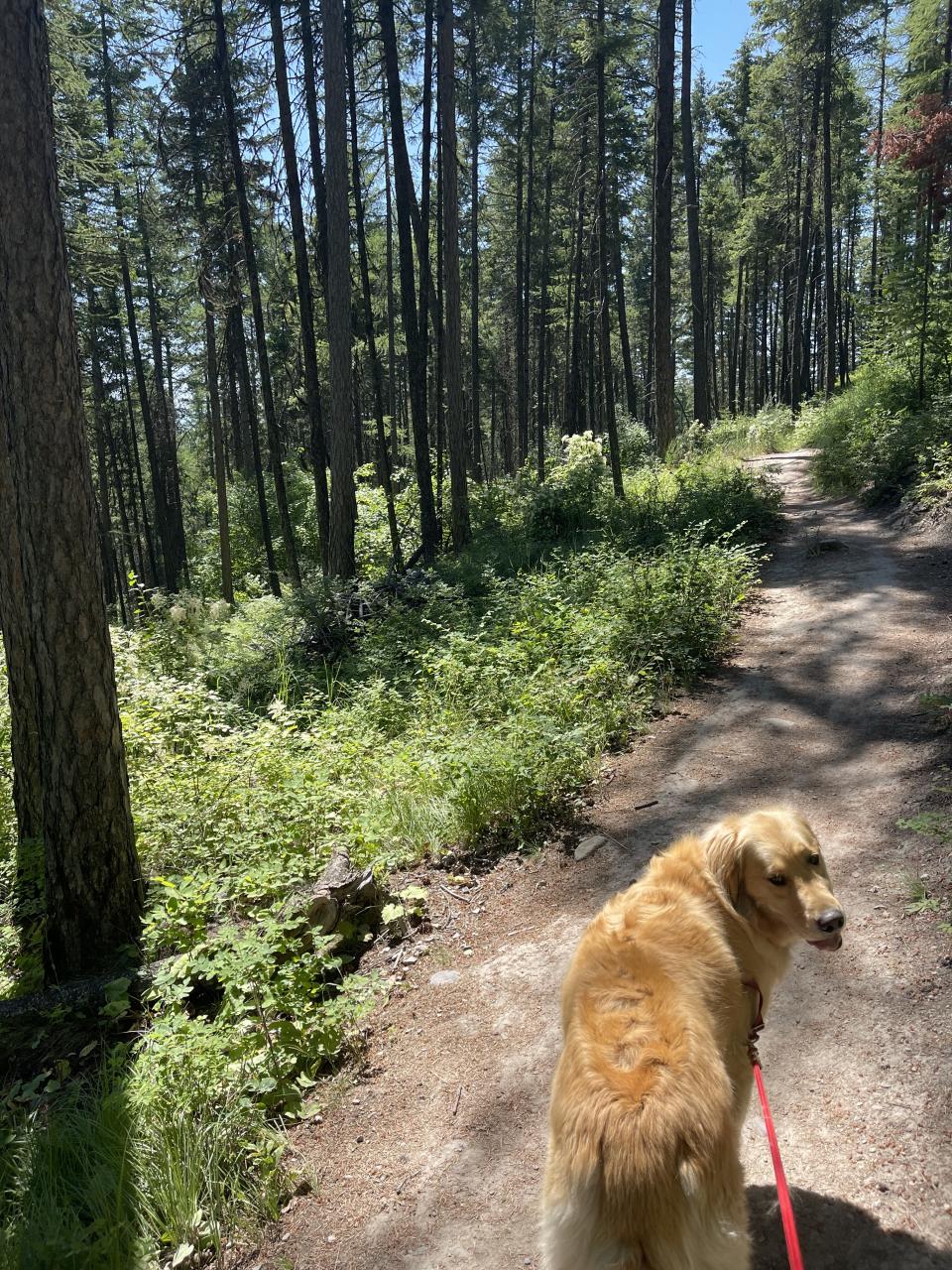 hands-free dog leash