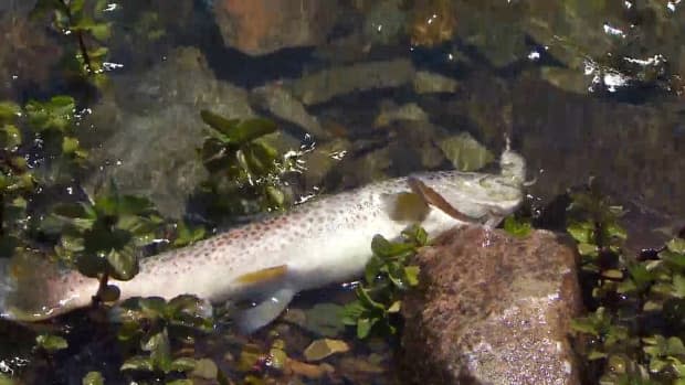 Water in the river and ponds of Salmon Cove has discoloured, and dead fish are being found by residents.  (Mike Simms/CBC - image credit)