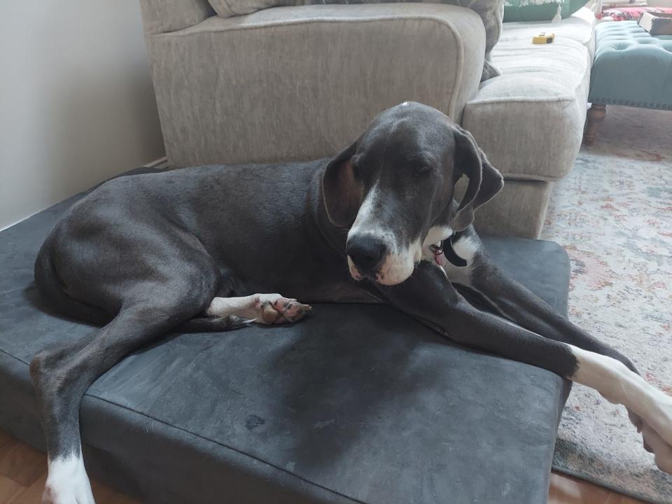 Meadow, a 2½-year-old Great Dane, which had been rescued by Perfectly Imperfect Pups, a foster-based rescue service in Raleigh, North Carolina, at her new home.
