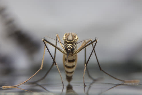 <span class="caption">Aedes aegypti, the Zika-carrying mosquito.</span> <span class="attribution"><a class="link " href="https://www.shutterstock.com/download/confirm/531362797?src=XwahtC-KYIi0gkCxYYRemw-1-30&size=huge_jpg" rel="nofollow noopener" target="_blank" data-ylk="slk:khlungcenter/Shutterstock;elm:context_link;itc:0;sec:content-canvas">khlungcenter/Shutterstock</a></span>