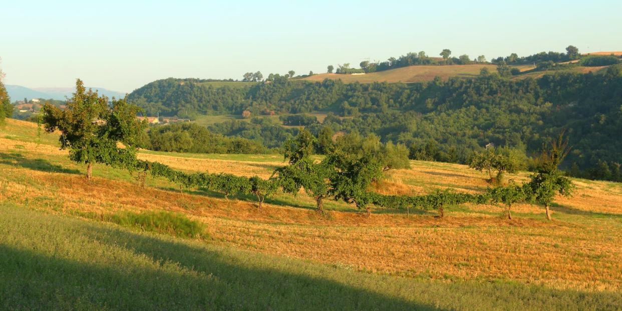 Remnants of a mixed ‘alberata’ vineyard in Marche (Italy). Dimitri Van Limbergen, Author provided
