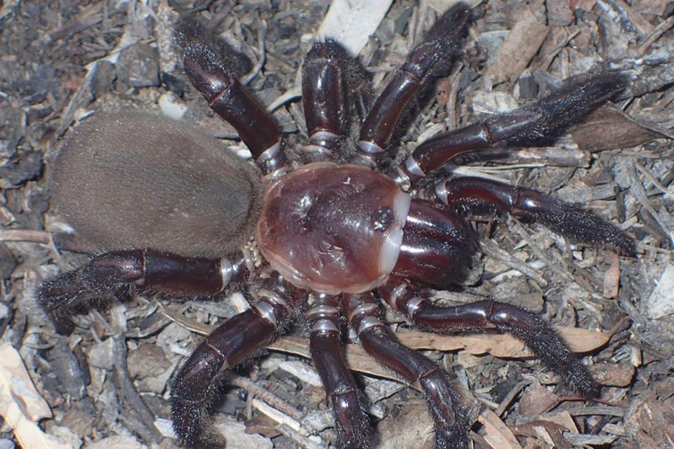 Females spend their entire lives underground (Queensland Museum)