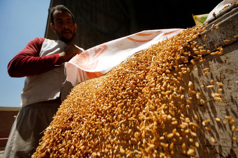 FILE PHOTO: A worker collects wheat at the Benha grain silos, in Al Qalyubia