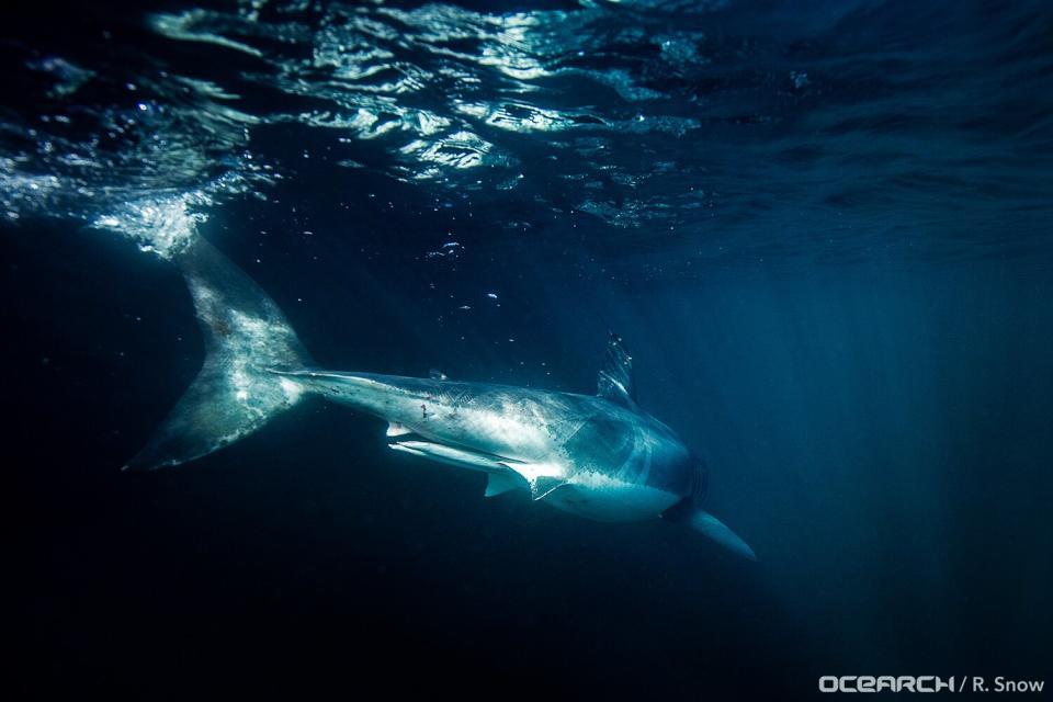 1,000-pound great white shark swimming near the Jersey shore