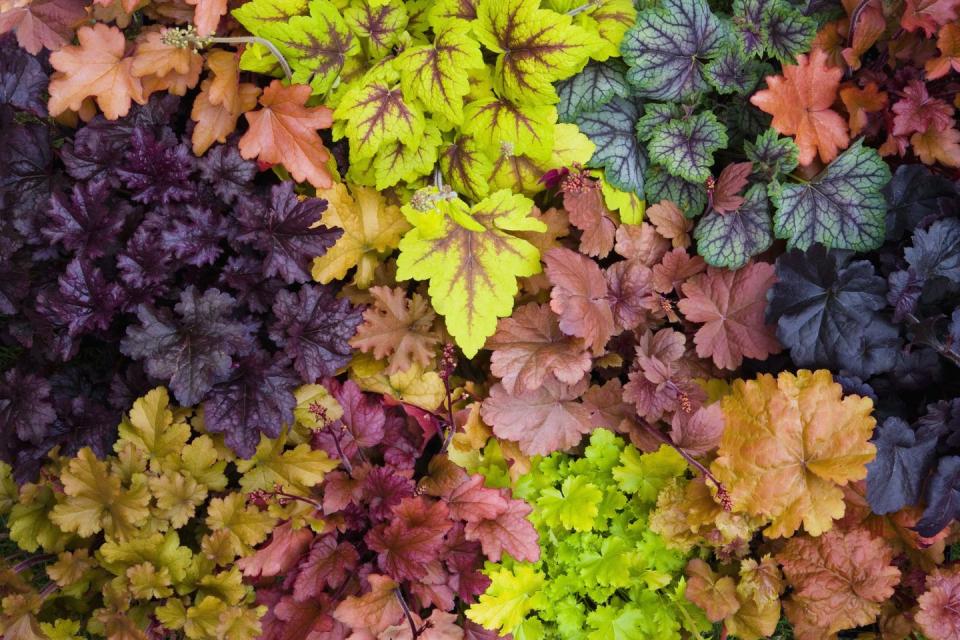 Heuchera