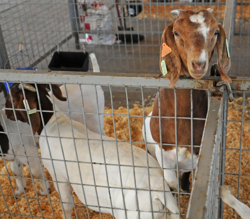 A goat peeks above the pen in the Saline County Livestock and Expo Center during a previous Tri-Rivers Fair. Events like the petting zoo and livestock sale are back for the 2023 edition of the fair.