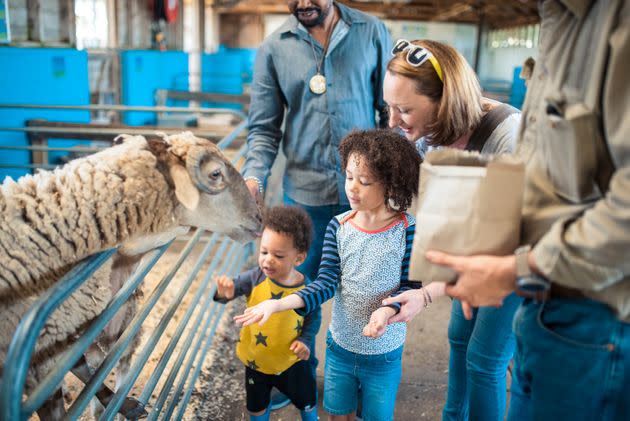 Children feeding a sheep on a farm