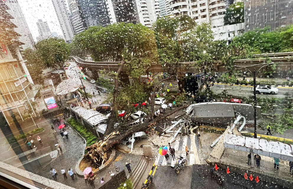 Concerns over tree stability along city roads after falling tree kills one in Jalan Sultan Ismail
