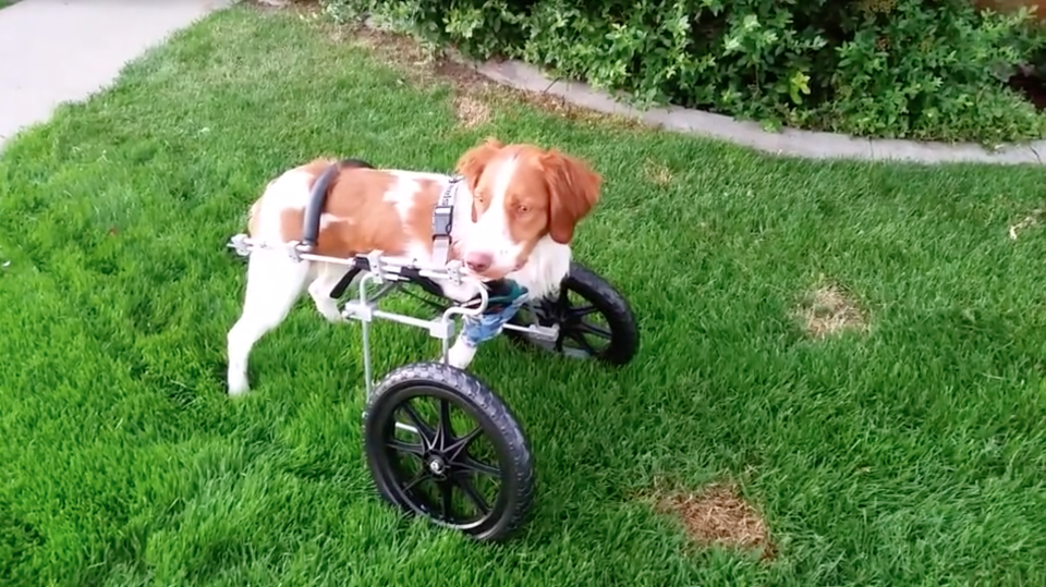 Dexter used a wheelchair to get around after he was hit by a car.  / Credit: CBS News 