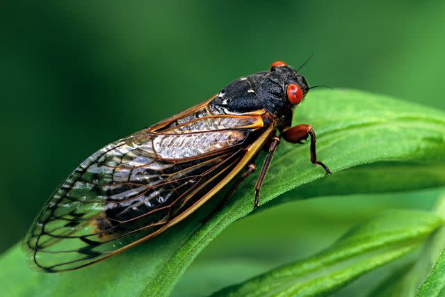 <p>Getty</p> A periodical cicada