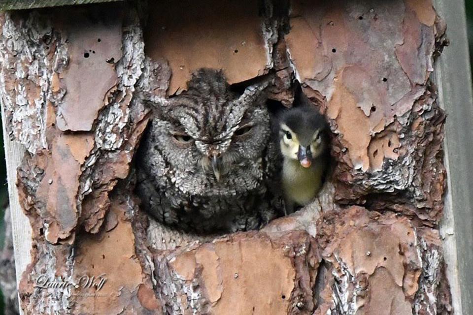 Wood ducks are known to lay their eggs in the nests of other birds — an act known as brood parasitism