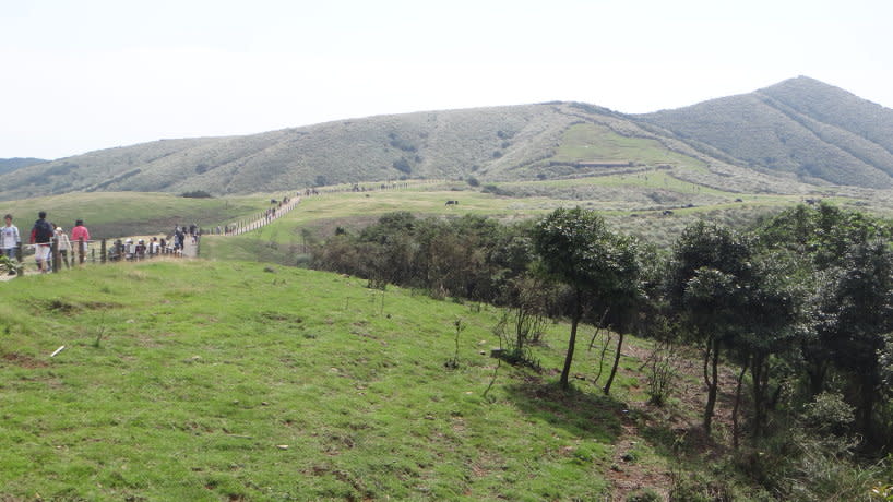 擎天崗地勢平坦、綠草如茵(圖片來源：陽明山國家公園)