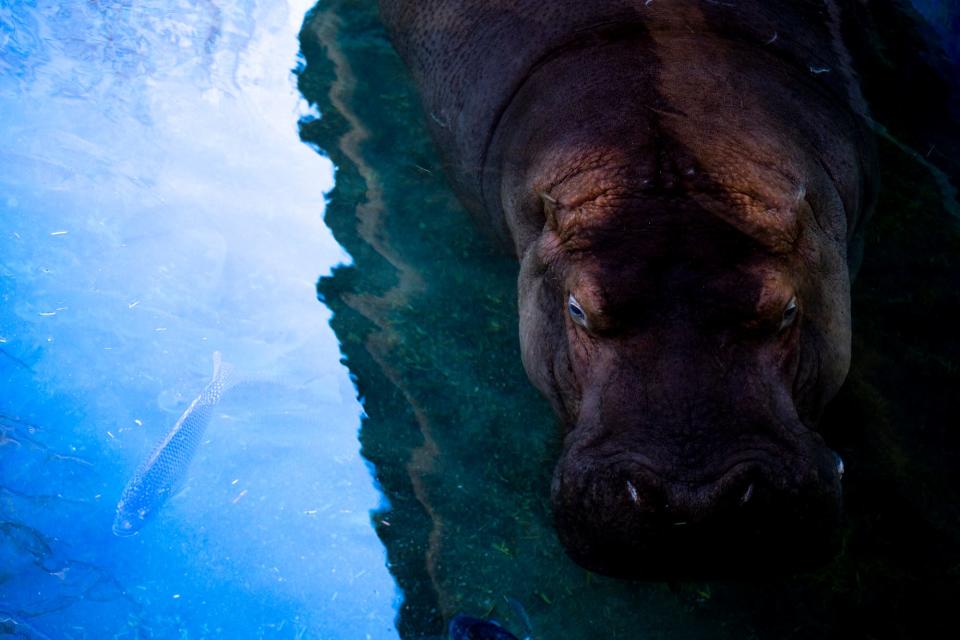 Bibi, mom to seven-year-old Fiona and one-year-old Fritz, is "the boss," according to Jenna Wingate, the hippos' primary caretaker.