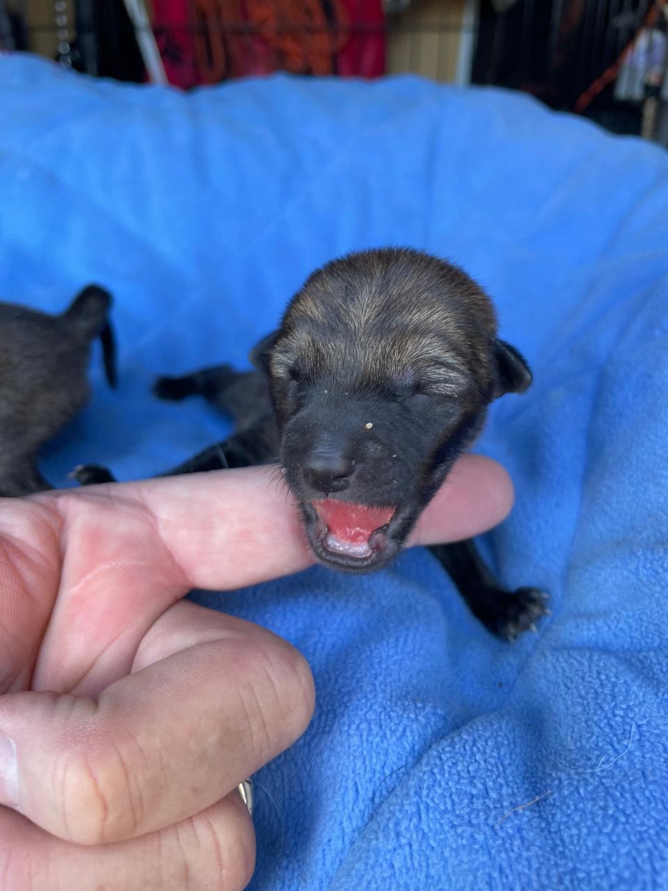 The coyote pups recently rescued by Rockland Animal Control are so young, their eyes aren't even open yet.