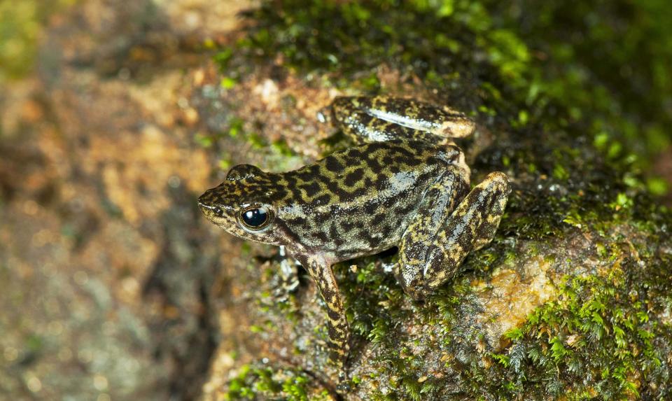 This undated photograph shows one of the 14 new species of so-called dancing frogs discovered by a team headed by University of Delhi professor Sathyabhama Das Biju in the jungle mountains of southern India. The study listing the new species brings the number of known Indian dancing frogs to 24 and attempts the first near-complete taxonomic sampling of the single-genus family found exclusively in southern India's lush mountain range called the Western Ghats, which stretches 1,600 kilometers (990 miles) from the west state of Maharashtra down to the country's southern tip. (AP Photo/Satyabhama Das Biju)