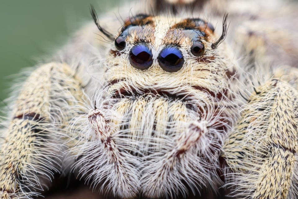 Super macro female Hyllus diardi or jumping spider.