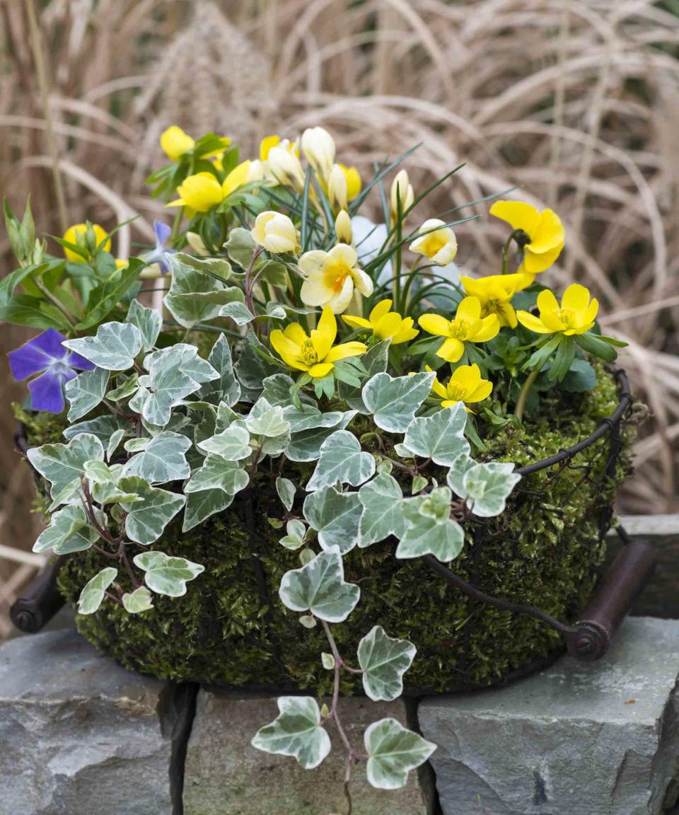 Winter hanging basket planted up