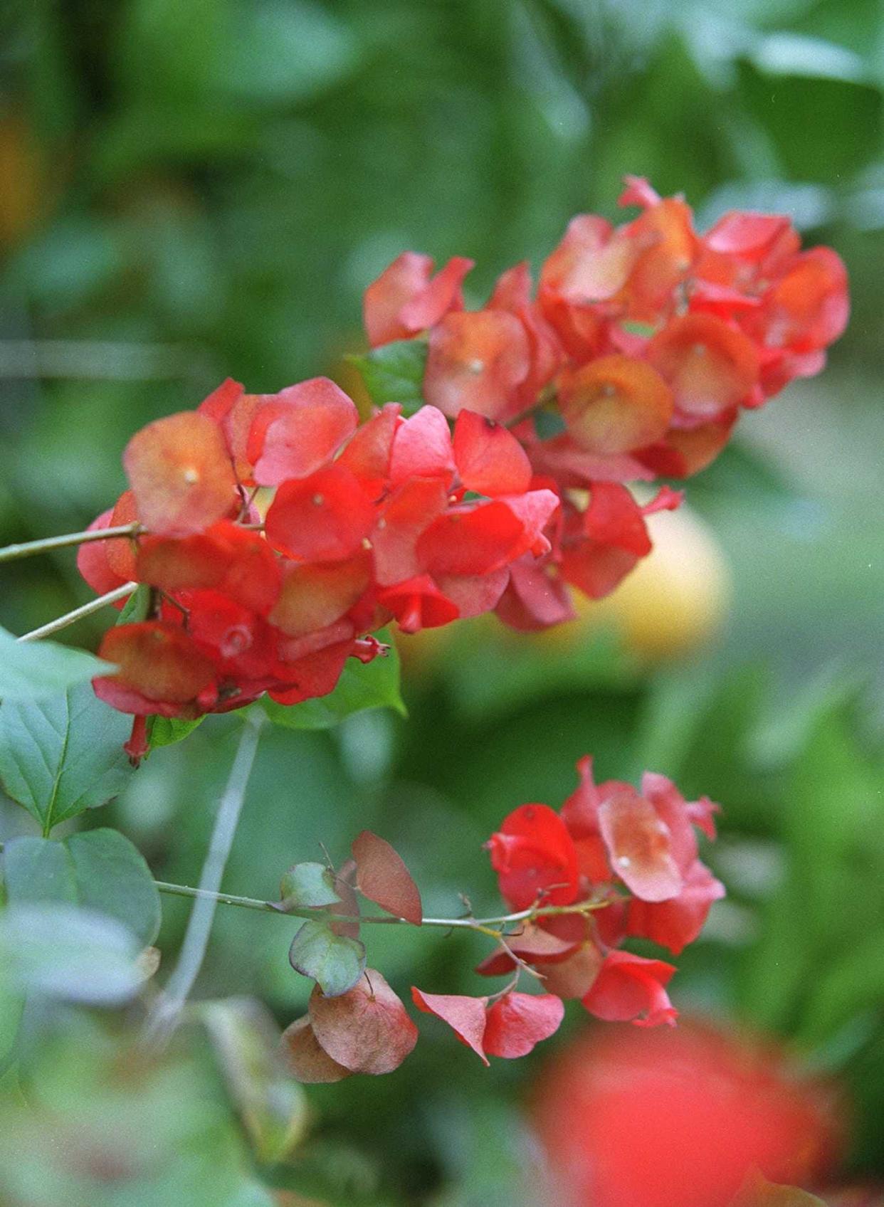 Mandarin hat plant produces vibrant flowers most of the year.