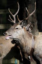 In this picture taken near the town of Harrachov, Czech Republic, on Tuesday, April 8, 2014 stag walks in a winter enclosure. The Iron Curtain was traced by a real electrified barbed-wire fence that isolated the communist world from the West. It was an impenetrable Cold War barrier _ and for some inhabitants of the Czech Republic it still is. Deer still balk at crossing the border with Germany even though the physical fence came down a quarter century ago, with the painful Cold War past apparently still governing their behavior, new studies show. (AP Photo/Petr David Josek)