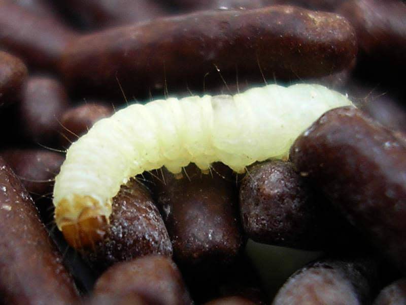 Pantry moth larvae eat and digest polyethylene plastic: Wiki Commons