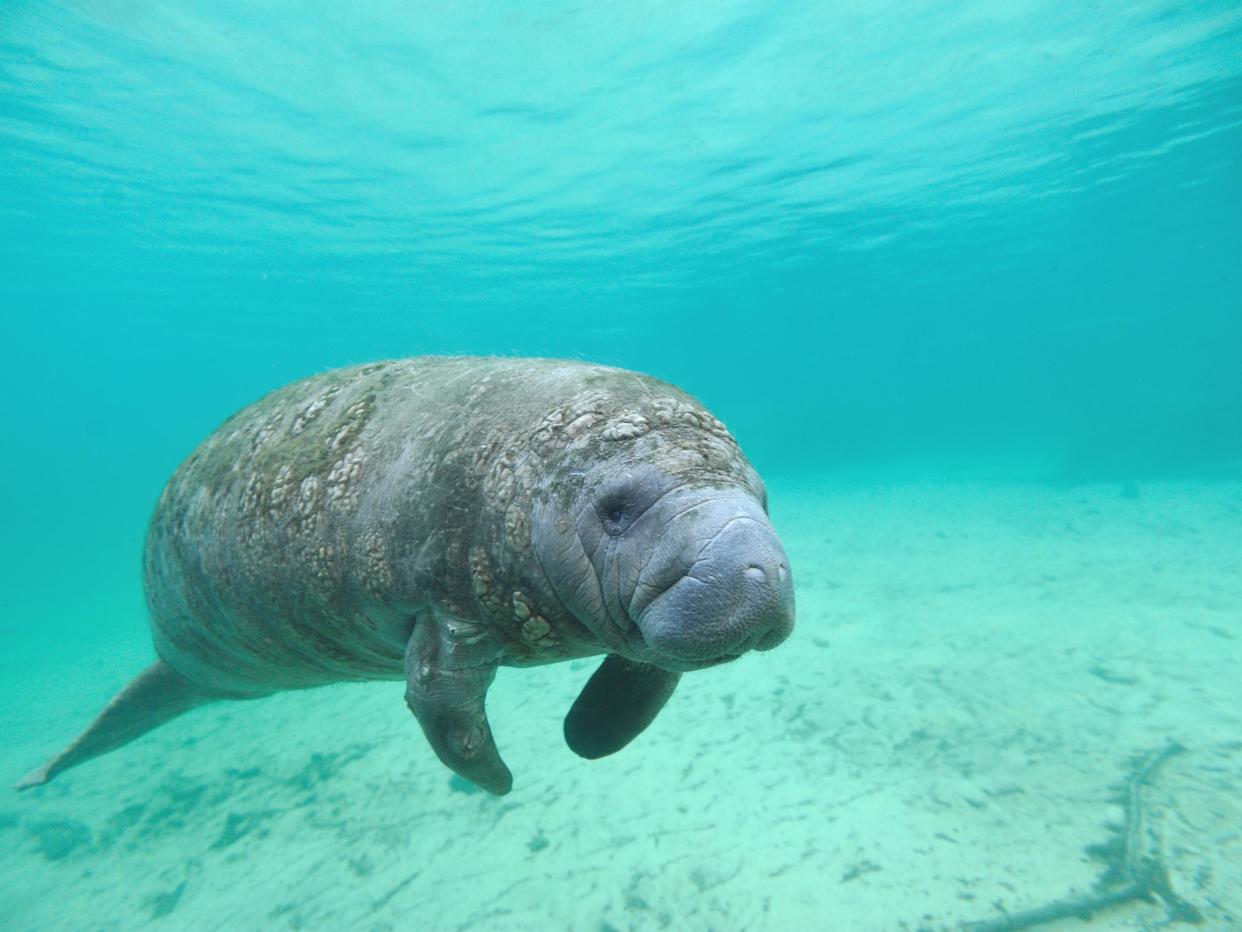 Manatees are also threatened by human encroachment on their habitat: Getty Images