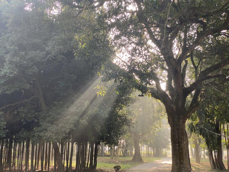 山上花園水道博物館密林區的晨間，總有乍現的光。（記者張淑娟攝）