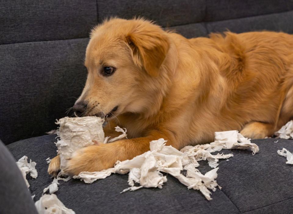 What's true of a Labrador Retriever usually also holds true for Golden Retrievers - and that's certainly true when it comes to behaviour. They have a habit of chewing, sometimes well beyond puppyhood, and no unsecured food is safe in their presence. (Photo: Canva/Getty Images)