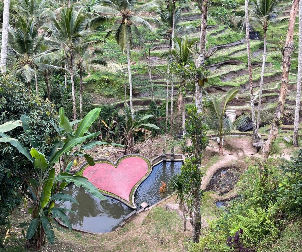 rice fields surrounding this small pond with a heart carved into it