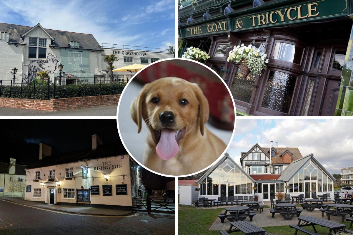 There are plenty of watering holes across Dorset that will open their arms to four-legged friends, and here is a list of just some you can find in the county. <i>(Image: UGC)</i>