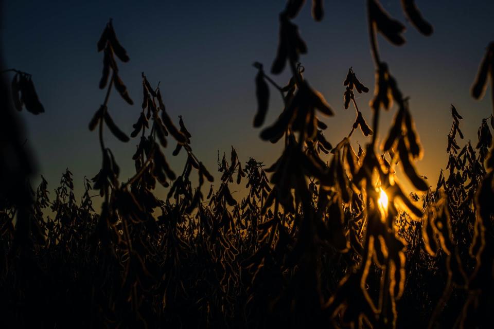 Champ de soja sec prêt pour la récolte. <a href="https://www.shutterstock.com/fr/image-photo/dry-soybean-field-argentine-harvest-by-1965275329" rel="nofollow noopener" target="_blank" data-ylk="slk:patoouu pato/Shutterstock;elm:context_link;itc:0;sec:content-canvas" class="link ">patoouu pato/Shutterstock</a>