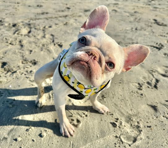 <p>Roadogs Rescue</p> Esmeralda SunPower the French bulldog at the beach