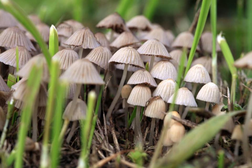 <div class="inline-image__caption"><p>Psilocybin, the psychoactive compound in "magic mushrooms" has an active metabolite called psilobin that will not induce hallucinations on its own. Wang and his team studied psilobin to come up with the new drug, IHCH-7113.</p></div> <div class="inline-image__credit">Getty</div>
