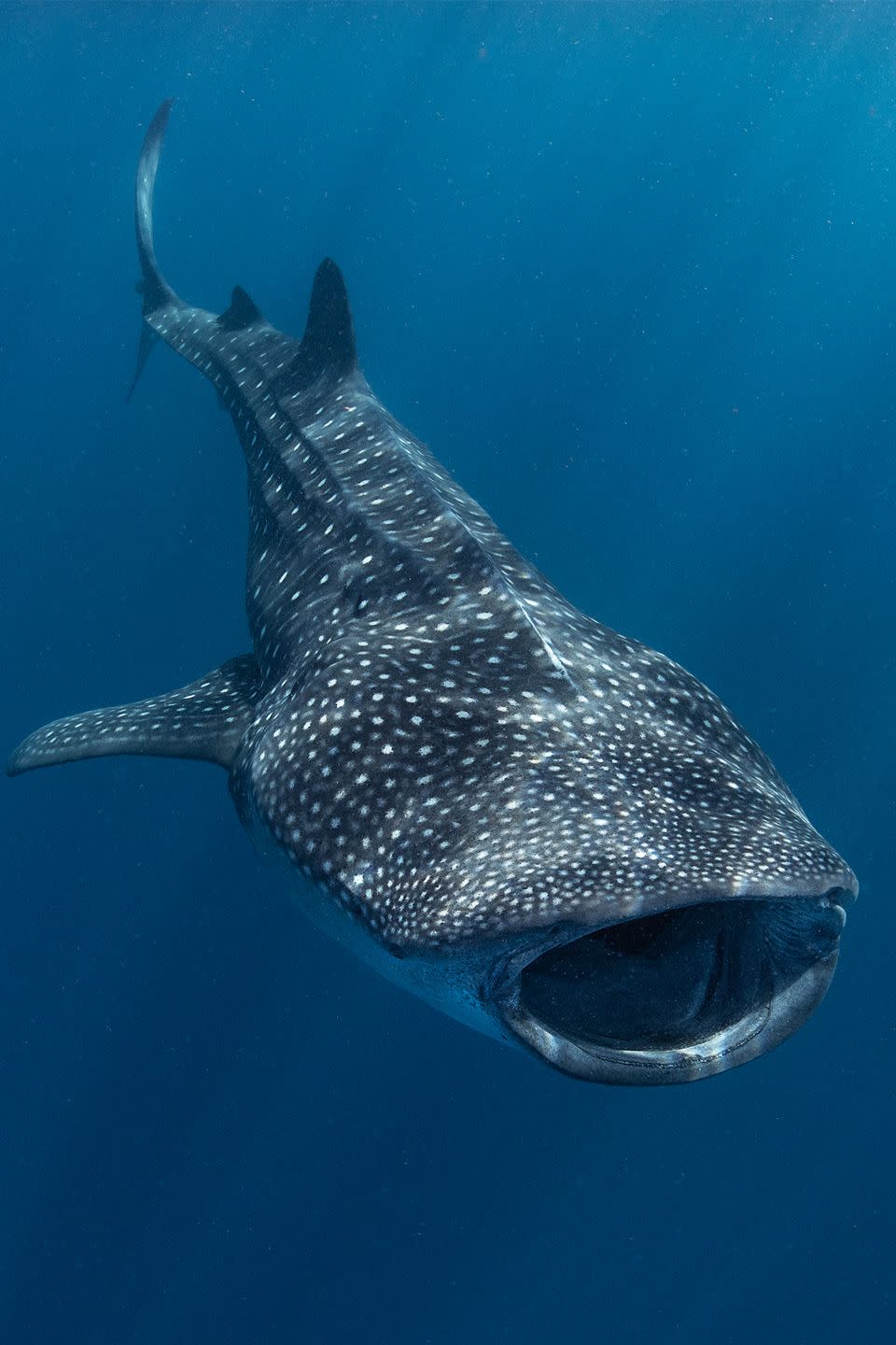 <p>At over 25 tons, the whale shark is the second largest fish in the world, and yet it’s fueled mostly by plankton, plants, and algae. It has over 4,000 teeth, but it’s a filter feeder. It collects food through a technique called “cross-flow filtration,” similar to some bony fish and baleen whales.</p>