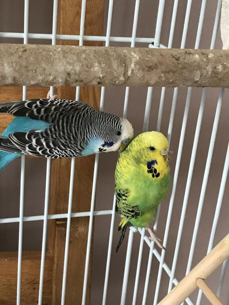 The RSPCA rescued four budgies who had been abandoned in their cage behind a petrol station in Gateshead. (RSPCA)