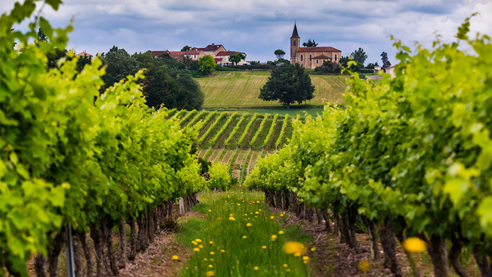 Vineyards at sunset Gascony France