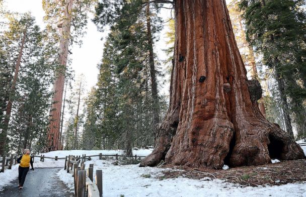 PHOTO: FILE - A person walks near giant sequoia trees in Grant Grove, Feb. 19, 2023 in Kings Canyon National Park, Calif. (Mario Tama/Getty Images, FILE)