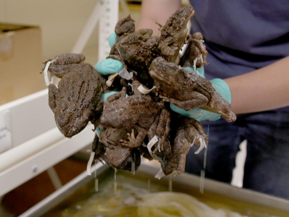 A tank of 883 embalmed frogs at Chicago's Field Museum.