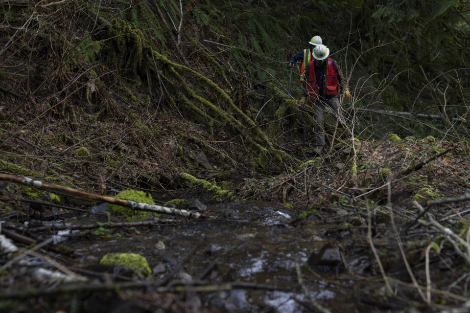 Washington State Department of Natural Resources geologists Mitch Allen and Emilie Richard hike to a site of a potential landslide in the Capitol Forest, Thursday, March 14, 2024, in Olympia, Wash. “Are the trees bent or twisted? Are there cracks on the ground?” asks Allen. “It’s important to make sure your eyes are in tune with not only the lidar but what the actual ground surface is doing.” (AP Photo/Jenny Kane)