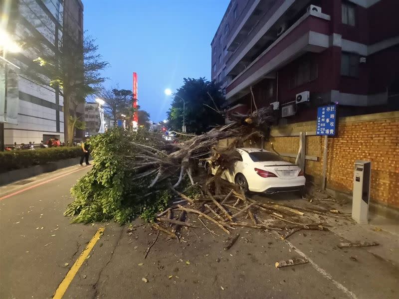 自小客車停放在公有停車格中，卻遭倒塌路樹壓毀。（圖／民眾提供）