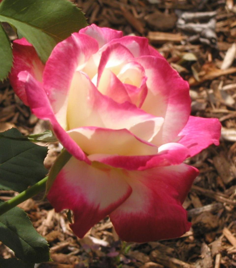 February is the perfect time in Central Florida to prune heirloom roses.