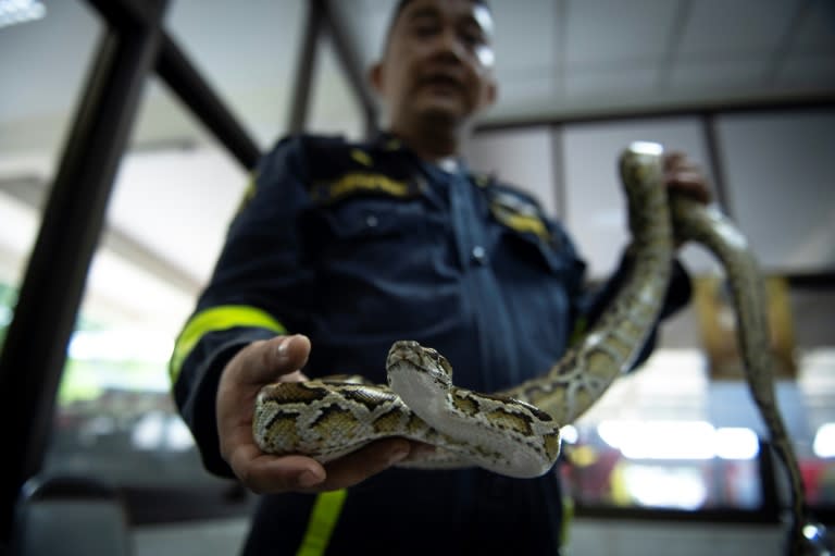 Snakes are a common sight in Bangkok and firefighters are often called out to help catch them