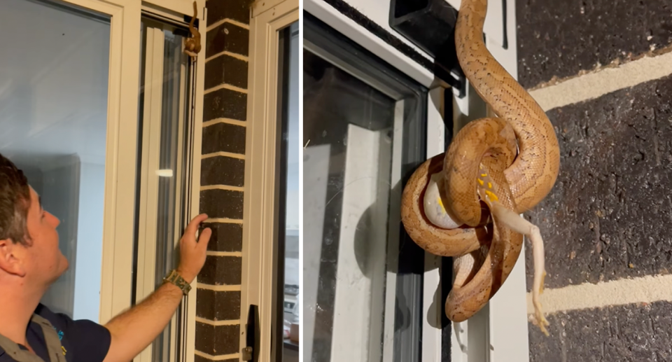 Left, snake catcher Brandon Gifford looks up as the snake 'defies gravity' at the doorframe. Right, the frog tangled up with the snake. 