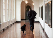 <p>“The Obama family was introduced to a prospective family dog at a secret greet on March 15, 2009. After spending about an hour with him, the family decided he was the one. Here, the dog ran alongside the President in an East Wing hallway. The dog returned to his trainer while the Obama's embarked on their first international trip. I had to keep these photos secret until a few weeks later, when the dog was brought 'home' to the White House and introduced to the world as Bo." (Pete Souza/The White House) </p>