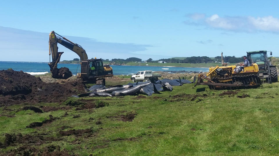 In this photo released by New Zealand Department of Conservation, the department's workers clear perished pilot whales after a stranding in Owenga, Chatham Islands, New Zealand, Friday, Nov. 30, 2018. Fifty-one pilot whales died Friday in another mass stranding in New Zealand, less than a week after 145 pilot whales and nine pygmy killer whales perished in two other, unrelated stranding. (New Zealand Department of Conservation via AP)