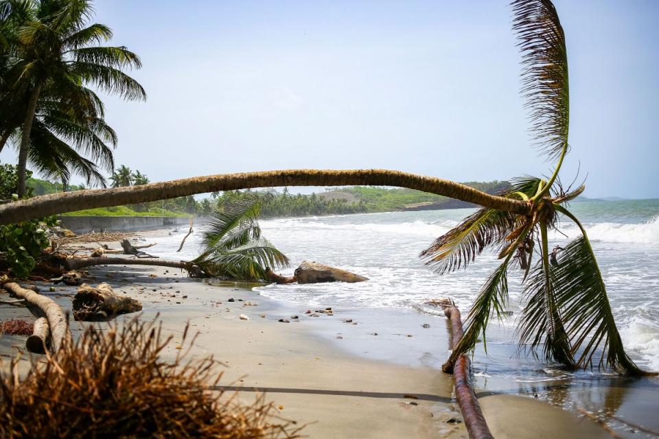 Palm trees wilt after being uprooted by Hurricane Beryl in St. Patrick, Grenada, on July 2, 2024.<span class="copyright">Haron Forteau—AP</span>