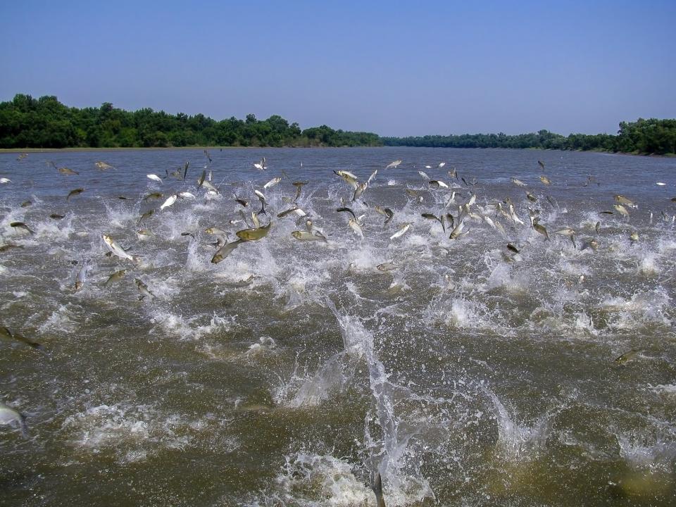 can you eat carp, flying asian carp