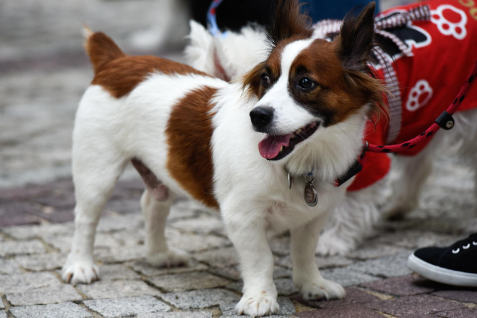 <p>Dogs at Howlloween at the Grand Copthorne Waterfront Hotel. (Photo: Bryan Huang/Yahoo Lifestyle Singapore)</p>