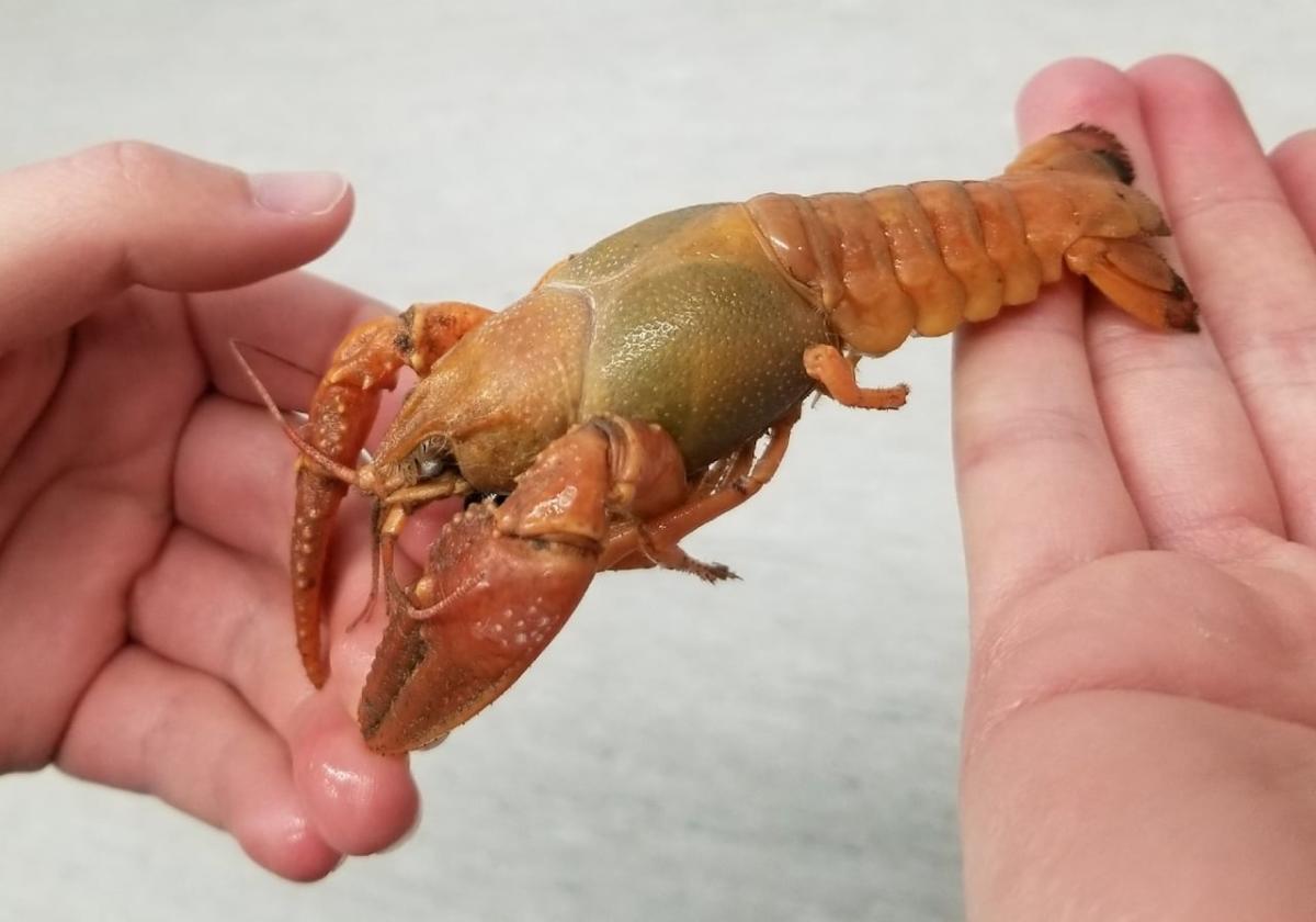 Can you eat crayfish from the North Saskatchewan River?