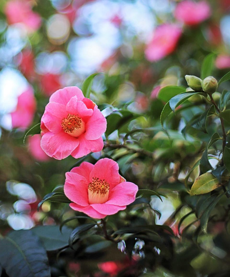 pink camellias