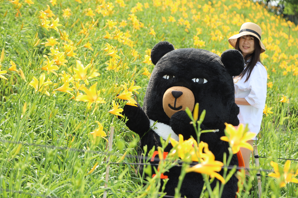 虎山巖的金針花海每年都吸引大批遊客來賞花(圖片來源：參山處提供)